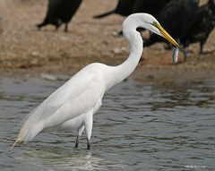 Ardea alba melanorhynchos