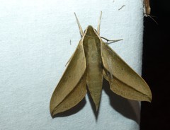 Theretra queenslandi