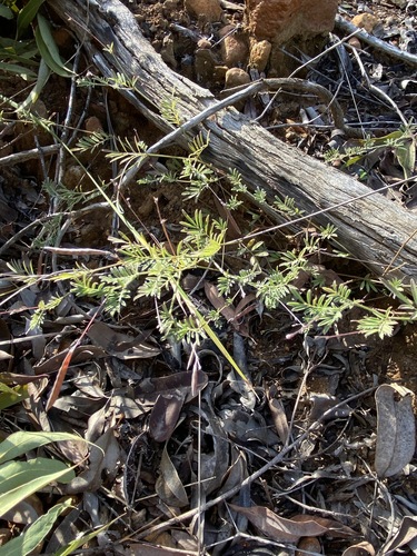 Image of Tephrosia filipes by (c) Greg Tasney, some rights reserved (CC BY-SA)