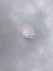 Trachemys scripta elegans