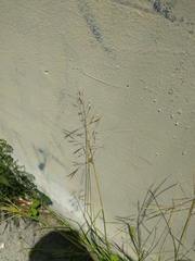 Dichanthium annulatum annulatum