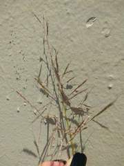 Dichanthium annulatum annulatum