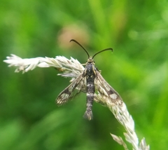 Chamaesphecia empiformis