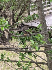 Spodiopsar cineraceus