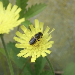 Osmia leaiana