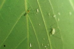 Illinoia liriodendri