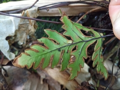 Doryopteris concolor