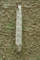 Theretra queenslandi