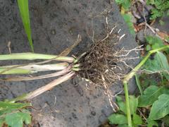 Sorghum × drummondii