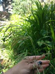 Sorghum × drummondii