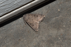 Protorthodes melanopis