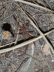 Gluvia dorsalis