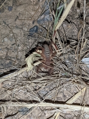 Gluvia dorsalis