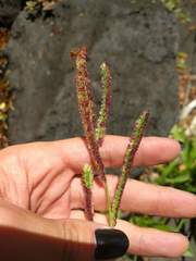Paspalum fimbriatum