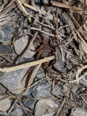 Gluvia dorsalis