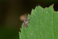 Polydrusus marginatus