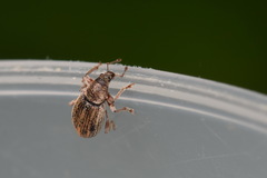 Polydrusus marginatus