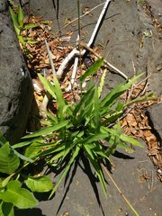 Paspalum fimbriatum