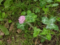 Trifolium pratense