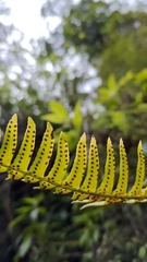 Polystichum acutidens