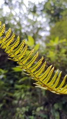 Polystichum acutidens