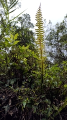 Polystichum acutidens