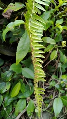 Polystichum acutidens