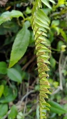 Polystichum acutidens