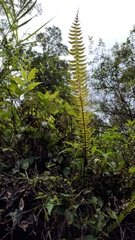 Polystichum acutidens