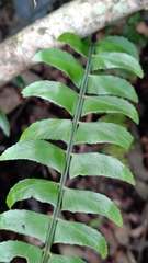 Polystichum acutidens
