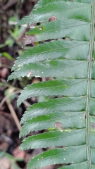 Polystichum acutidens