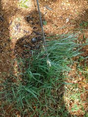 Urochloa glumaris
