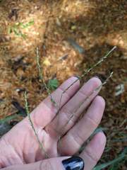 Urochloa glumaris
