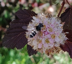 Leucozona laternaria
