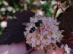 Leucozona laternaria