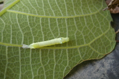 Theretra queenslandi