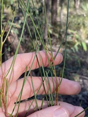 Acacia juncifolia