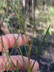 Acacia juncifolia