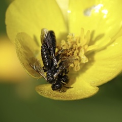 Lindenius albilabris