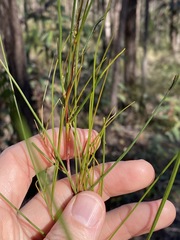 Acacia juncifolia