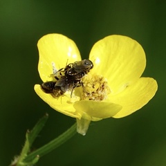 Lindenius albilabris