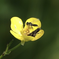 Lindenius albilabris