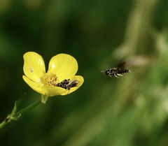 Lindenius albilabris