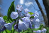Virginia Bluebells - Photo (c) Bob Gutowski, some rights reserved (CC BY)