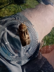 Agrotis exclamationis