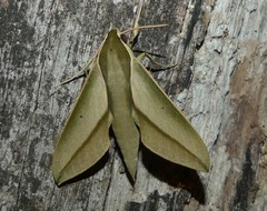 Theretra queenslandi