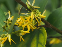 Toxocarpus wightianus