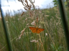 Idaea aureolaria