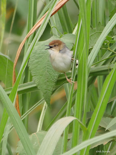 iNaturalist image