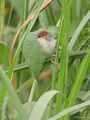 Cisticola carruthersi